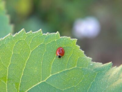 Photo of the Week: A Ladybug Pauses Image